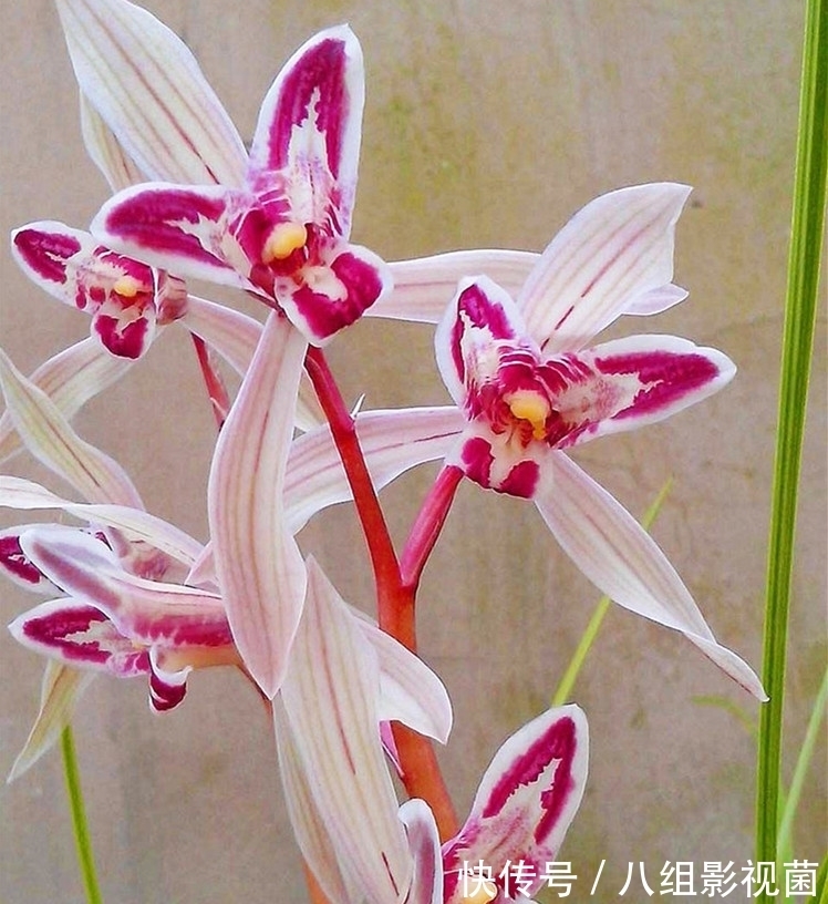 这款兰花真奇特，被誉为云南“仙草”，高雅有格调，很多人没见过