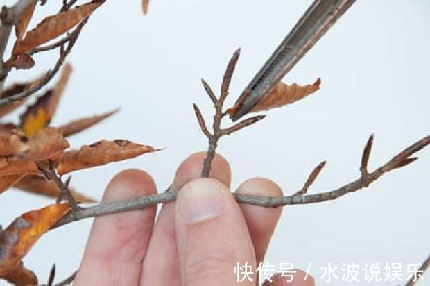 要点|秋天盆景养护,4个要点,冬天冻不死,来年更值钱