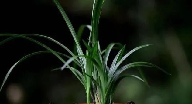 养好兰花的口诀，书本上学不到的经验，喜欢就收藏吧