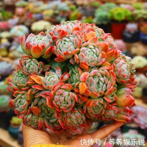 夏天养多肉，记住4个不要，个个安全度夏，叶子肥厚胖嘟嘟