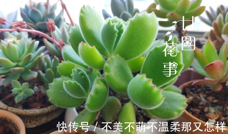 3类多肉不适合叶插,偶尔生根也难发芽,还是别费力气了