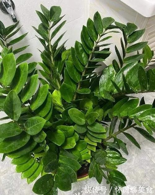 盆栽金钱树,记住“5句话”,叶子个个闪亮,萌芽更快!