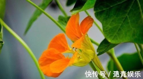 生肖猪|旧情不忘，是不会再另寻新欢，对旧情难以忘怀的四大生肖