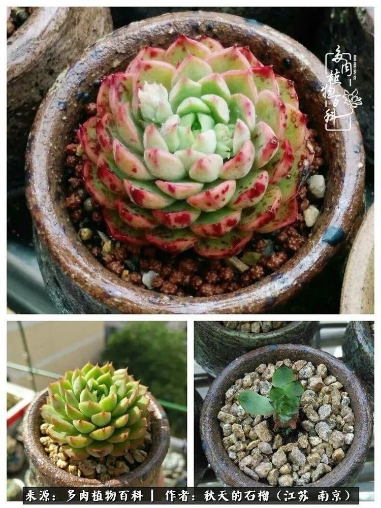 渡劫归来的肉肉,谁是谁的前世,谁又成了谁的今生