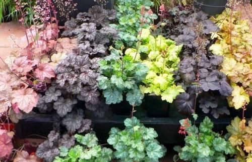 爆花|5种“耐寒花”，趁着秋天种一盆，爆花3个月，冬天不寂寞