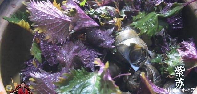 酸笋田螺煲最好吃的做法,酸辣可口简单美味,看看你喜欢吃不?