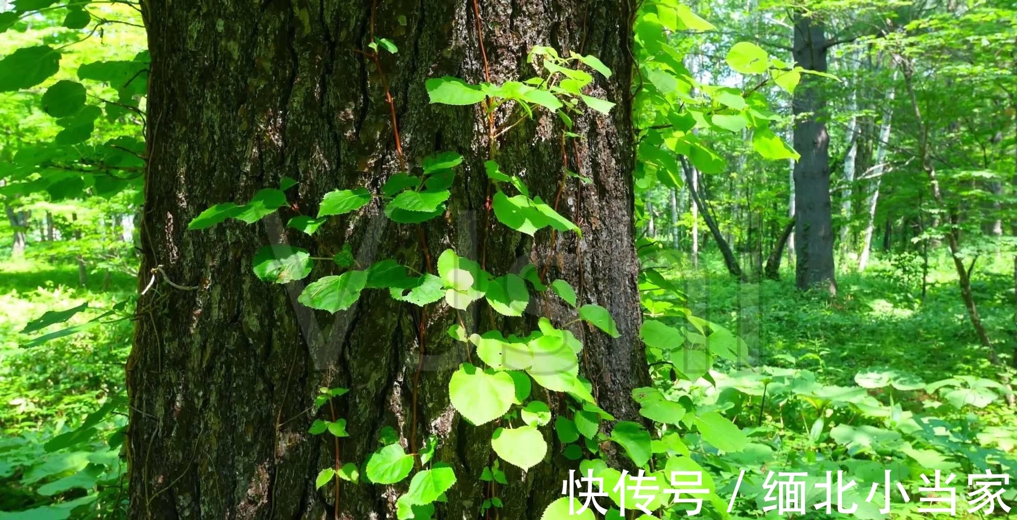 这首诗&王维很经典的1首绝句,如果现在参赛,未必能获奖,你觉得呢?