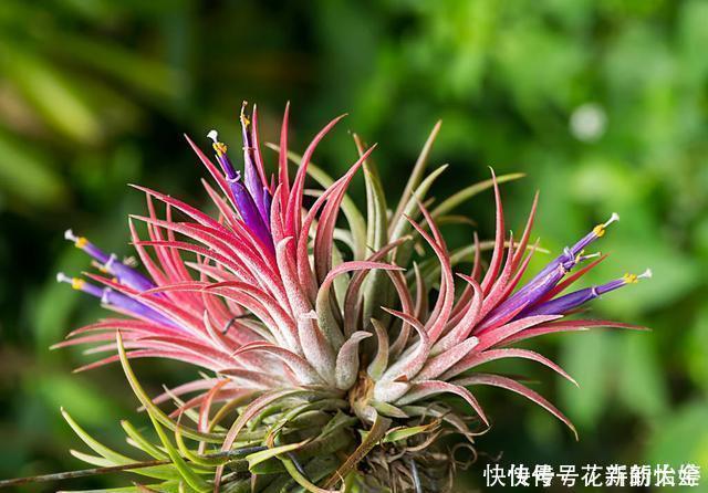 空气|不会养花,就养几颗空气凤梨,不用土栽,喷喷水就能活,特别好看