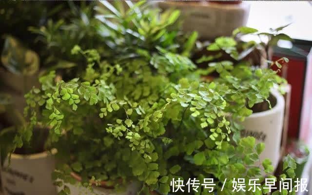 屋子里养花,要有9个讲究,这些是老一辈的经验,做错“难养活”
