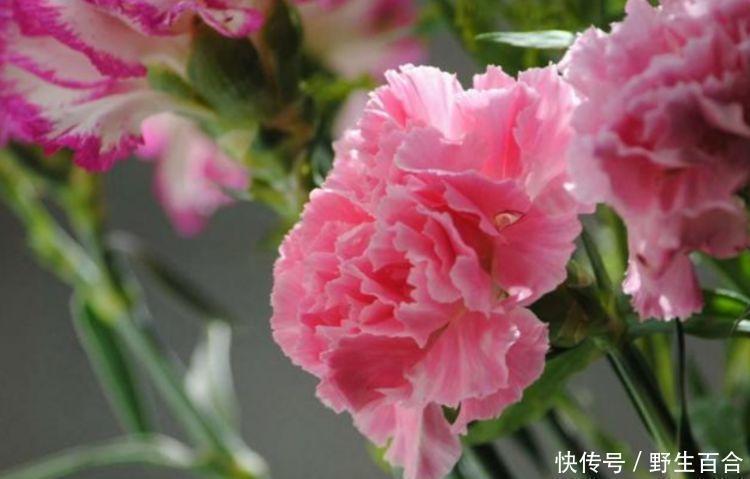 矮牵牛开花量|几种“高颜值花”，华贵漂亮，花开富贵、第一种已经被迷住了！