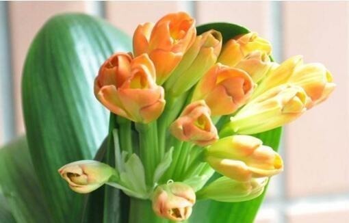 根叶|李大爷养君子兰,就浇这“2种水”,一年最少2次花,太养根了!