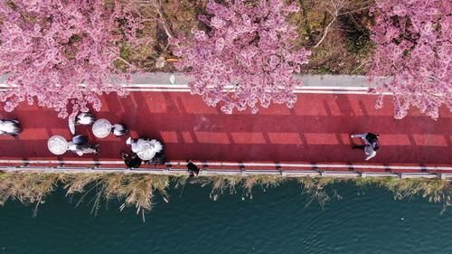 老年|贵州锦屏：樱花盛开春意浓