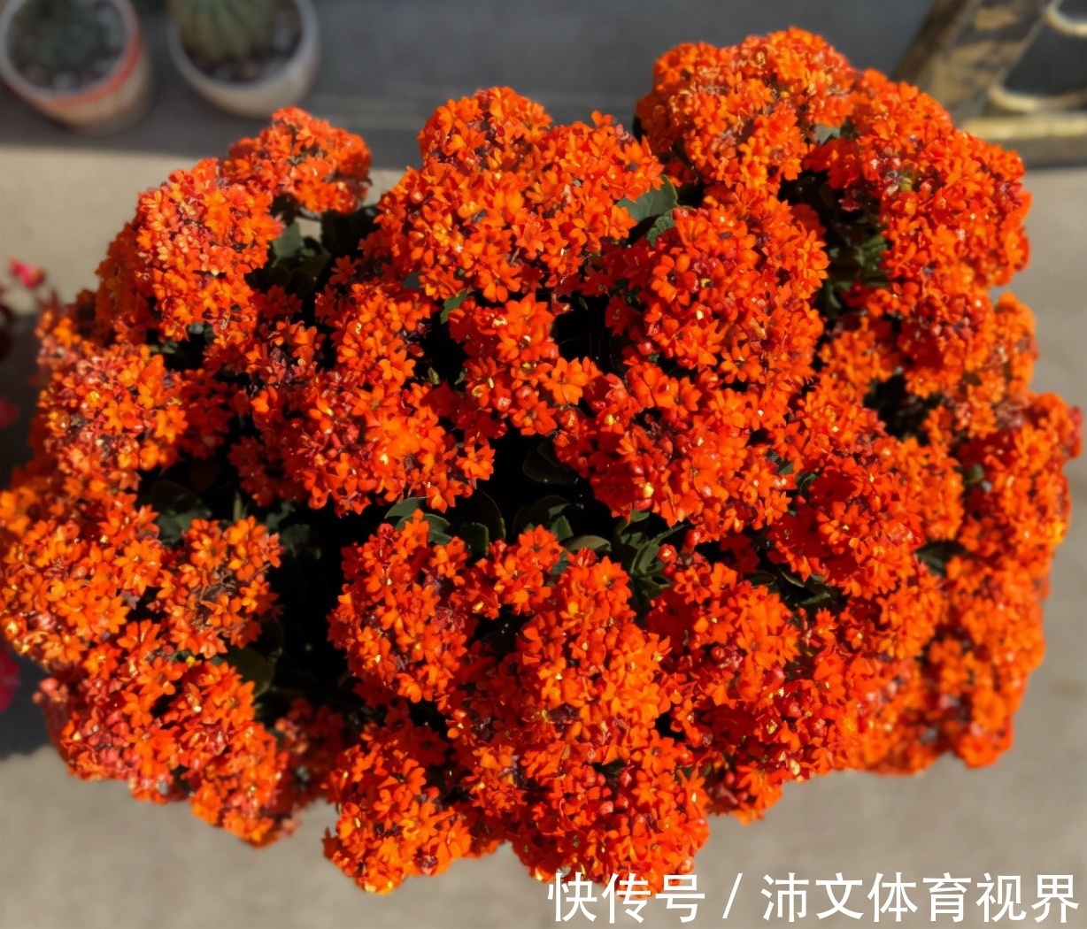 养长寿花有“5大忌”,新手养不好,关键就在这里