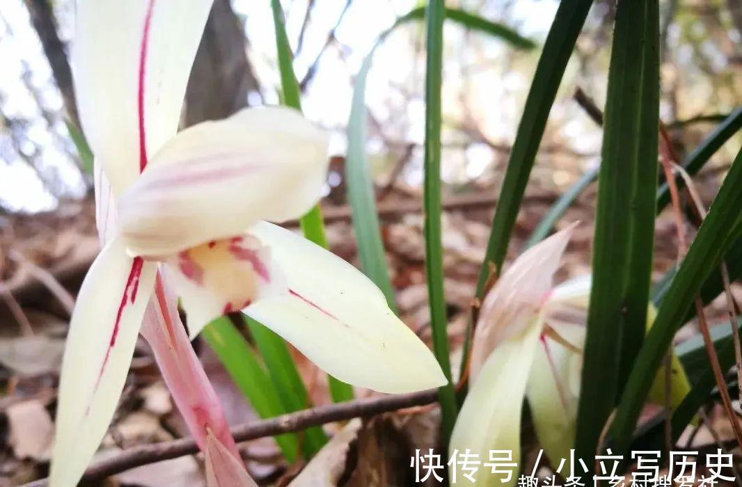 山上的兰花，也有只长苗而不开花的，你知道是什么原因吗？