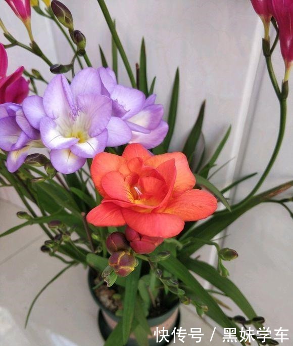 “天价”的兰花,比不上这种“土兰花”,香气飘十里,七仙女下凡!