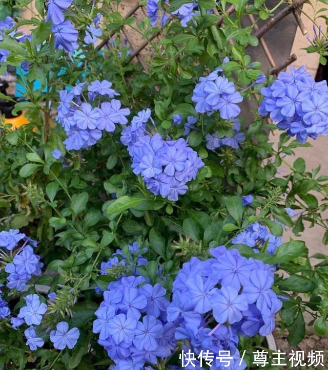 自己造花园,4种花卉不能少,2个月就能开爆盆,关键皮实好养!