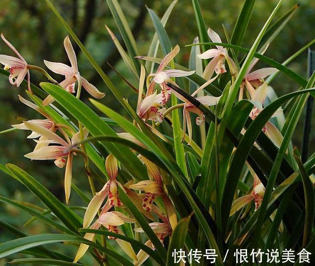 兰花被我养得面黄肌瘦黄叶掉叶怎么办3点措施还可以拯救一下