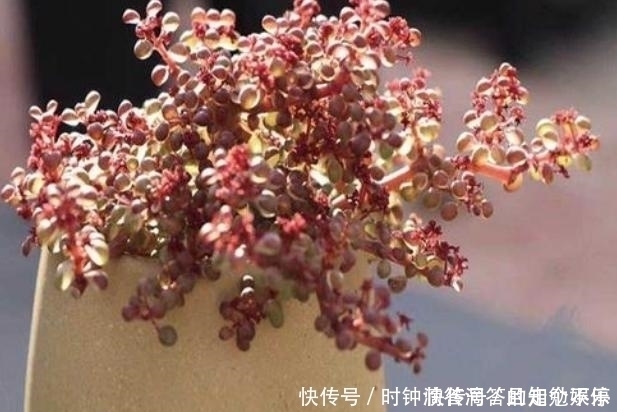 叶子|新手多肉党的福音：露镜，买回家这么养，叶子如水晶般剔透