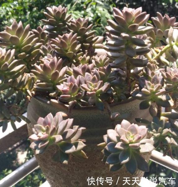 一个多肉小叶片,3个月后养爆盆,咋养的