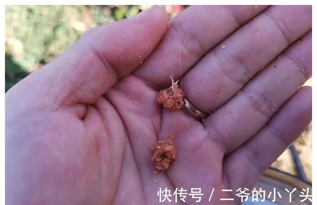 天气冷蓝鲫效果不好了？配上这2种饵料再试试，真的好用！