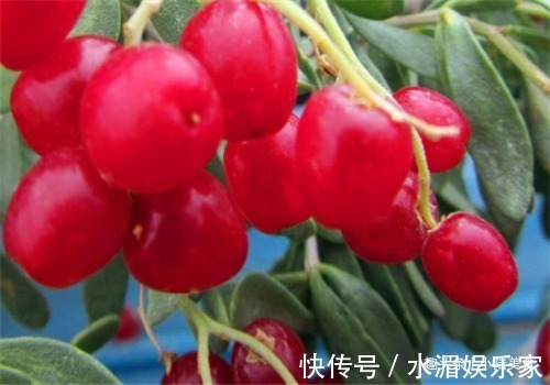 鲍鱼|女性养生,适合常吃4种食物,润肠通便,排毒抗衰,增强体质