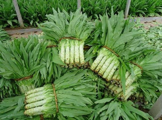 莴苣|农村人4种“救命草”,祛病防癌助长寿,美容洁肤防衰老,了解下