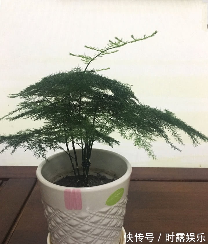 文竹修剪，牢记4个要领，文竹蹭蹭长不停，郁郁葱葱，绿油油！