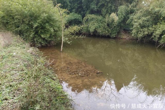 钓鱼|四川一河道黄辣丁“大暴走”，有人一上午钓了半口袋，为钓鱼请假