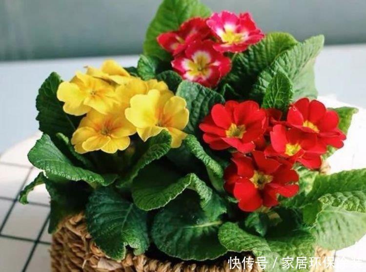 家里养此款花卉，被称为花卉界的劳模，开花漂亮一年不停