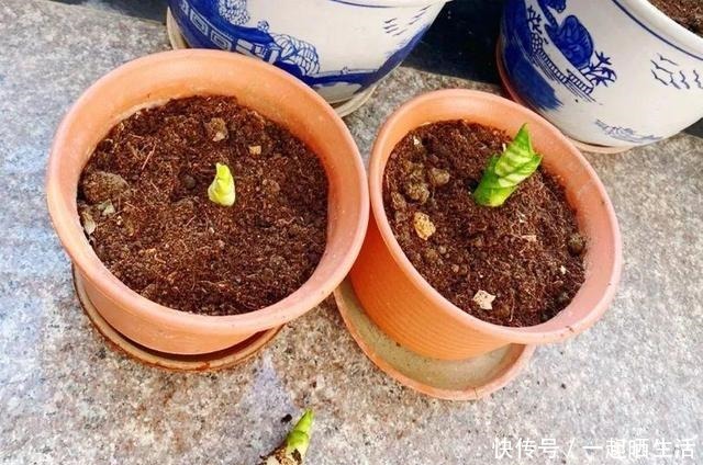 花上长了这个，再不换盆，就要憋死了！花上长了这个，再不换盆，就要憋死了！