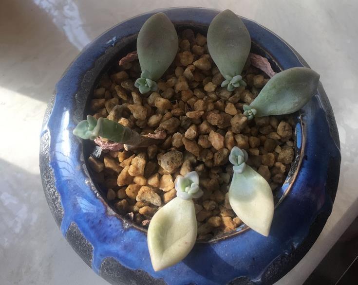 摘叶|总下雨,露天盆栽的多肉穿裙子了,砍头摘叶,扦插育苗可好?