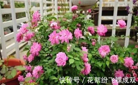 花土|夏天就是种花日,这花养半个月就爆满阳台,路过都要羡慕死!