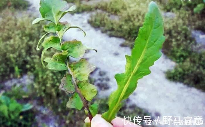 油勺|麦田一种野草俗称“油勺子”,曾是穷人救命菜,如今想吃不好找