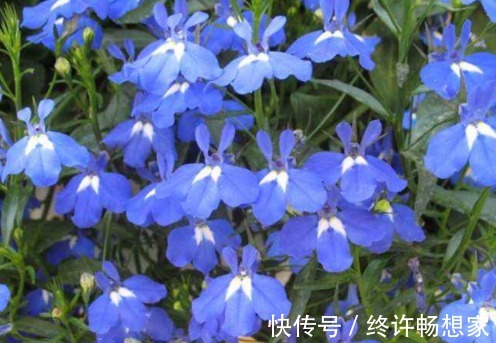 阳台种这5款花，花朵似绣球，花开繁盛惹人爱，开成花海挤爆阳台