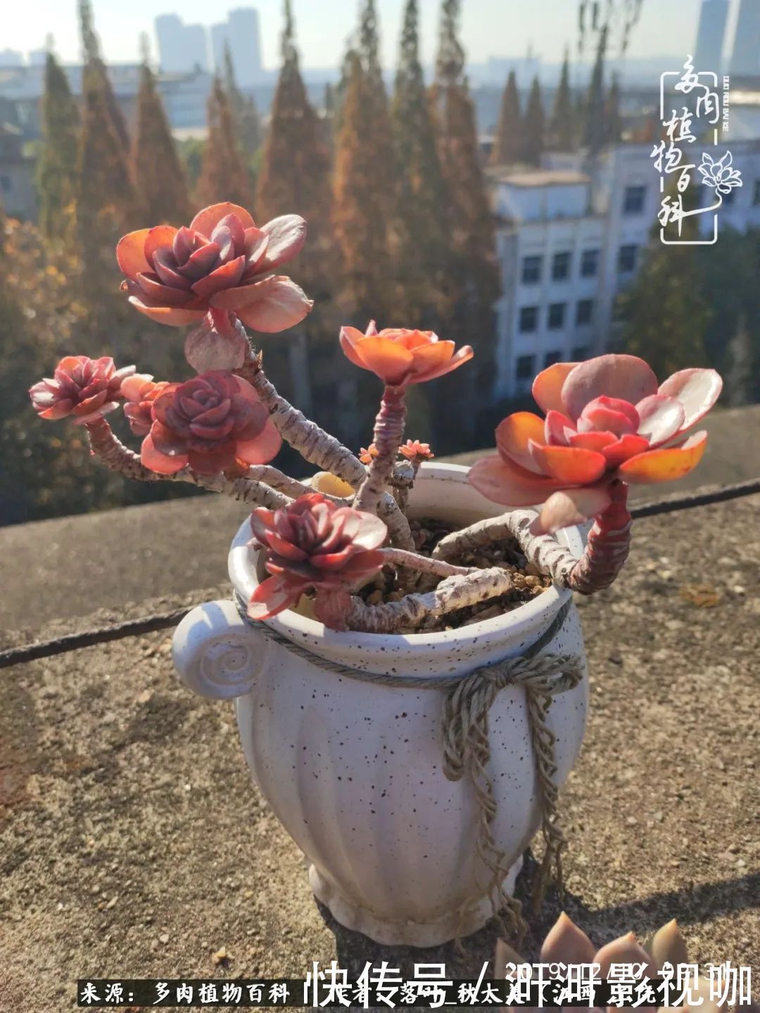 长势|为提升免疫力而养多肉植物，养肉后，体弱的我身体越来越好！