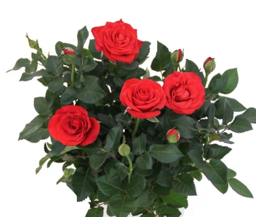 自制绿叶水,一月用一次,花卉叶片浓绿油亮,长势迅猛