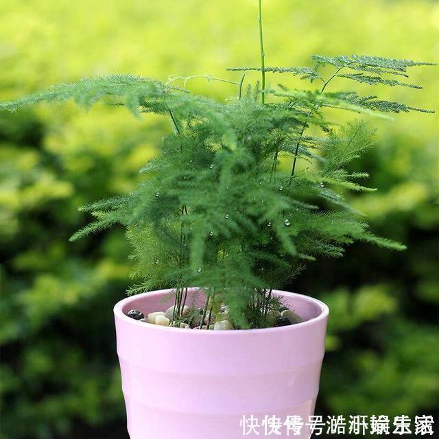 花卉|文竹黄叶不要慌,这“3种”物品,兑水浇盆里,黄叶全不见!