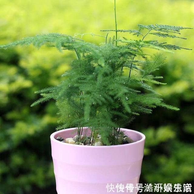 花卉|文竹黄叶不要慌，这“3种”物品，兑水浇盆里，黄叶全不见！