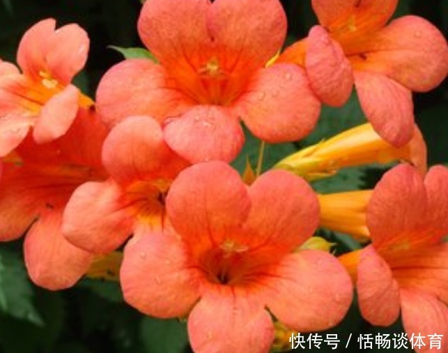 这几种花 长势旺盛，树形好看，阳台变花海