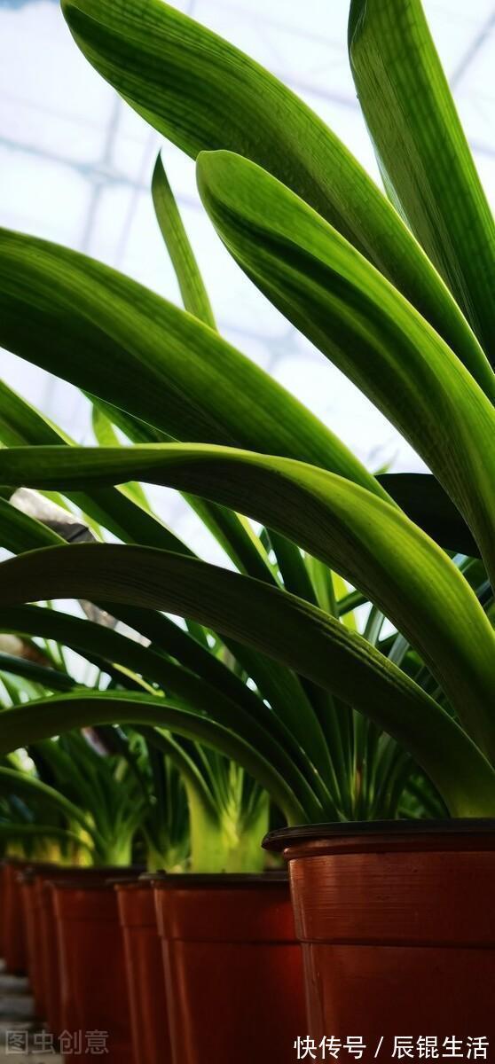 温差|让君子兰开好花的“钥匙”,就握在你手里,它的“构造”很简单