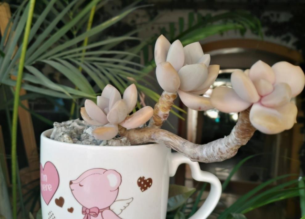 春季养多肉，先用水催养，再控成大老桩，还不信多肉不出悬挂老桩