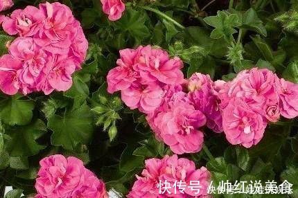 1种花,开花漂亮,花期长花量大,连叶子都有香味,值得拥有