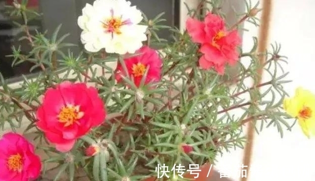 养殖|8种多肉皮实又好养,开花超级美丽,总有一种是你喜欢的