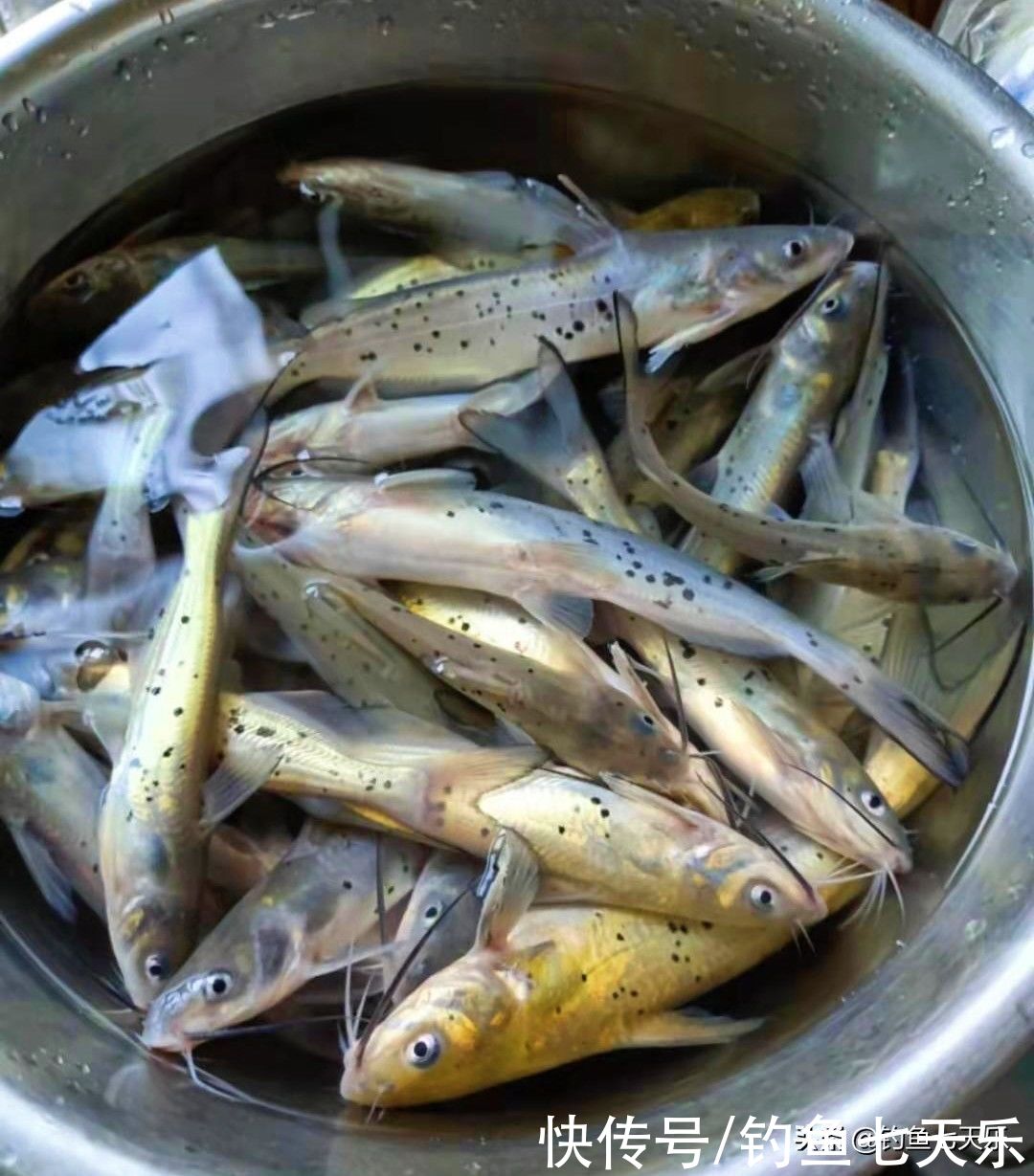 鮰鱼和清江鱼是一种吗