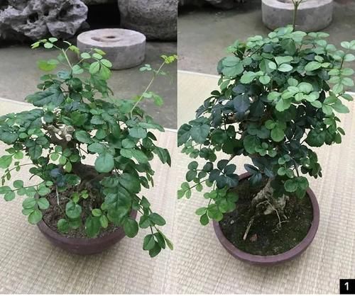 双干式盆景不一定要连体，两株对节白蜡即能成双杆，要不试试？