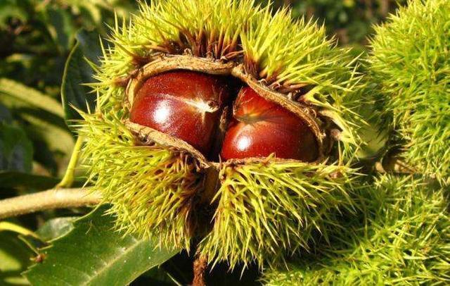 板栗营养好吃，有什么功效和作用，板栗泡酒怎么制作