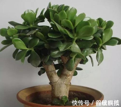 盆栽|家里摆上10种花,越来越兴旺、发达,个个都是“吉祥”花