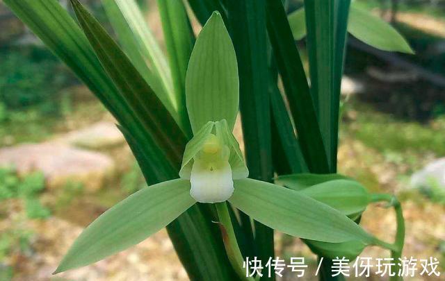 兰花瓣型详细解说，快来瞧瞧您养的兰花是什么瓣型吧