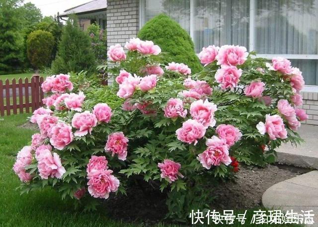 雍容华贵|这些植物“老寿星”，个个能活100岁，泼辣无比，比人还长寿