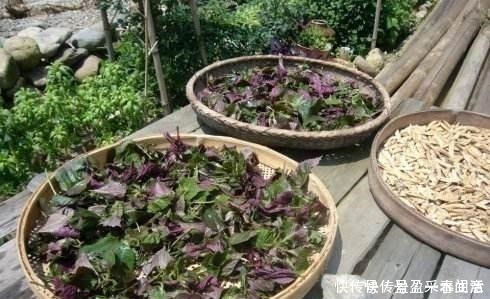 叶片|家里养盆这个花,全身上下带“香气”,能吃能泡茶,驱虫小清新!